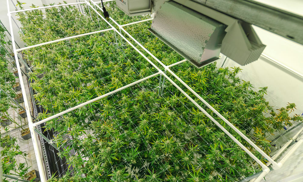 STERILE ENVIRONMENTS FOR CANNABIS PRODUCTION